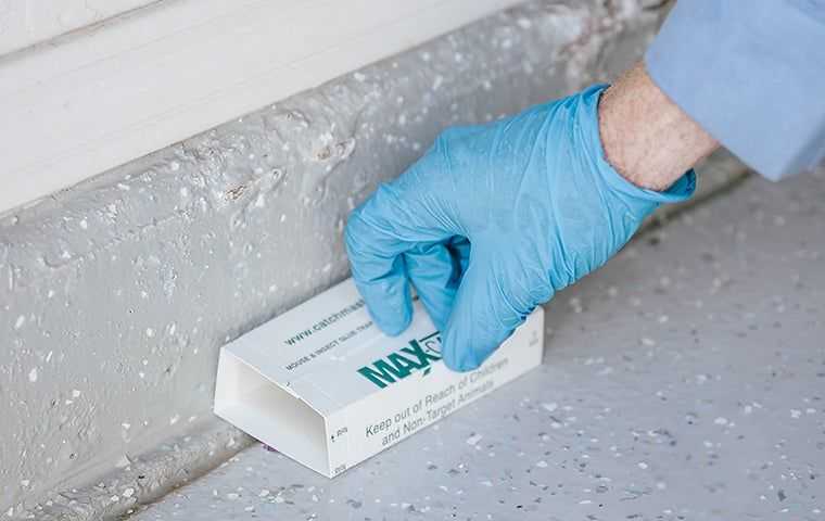 Applying Rodent treatment in home