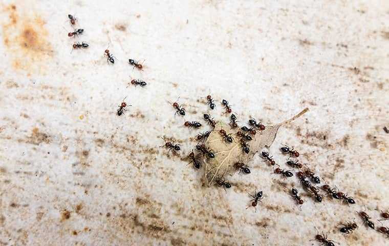 pavement ants in washington dc
