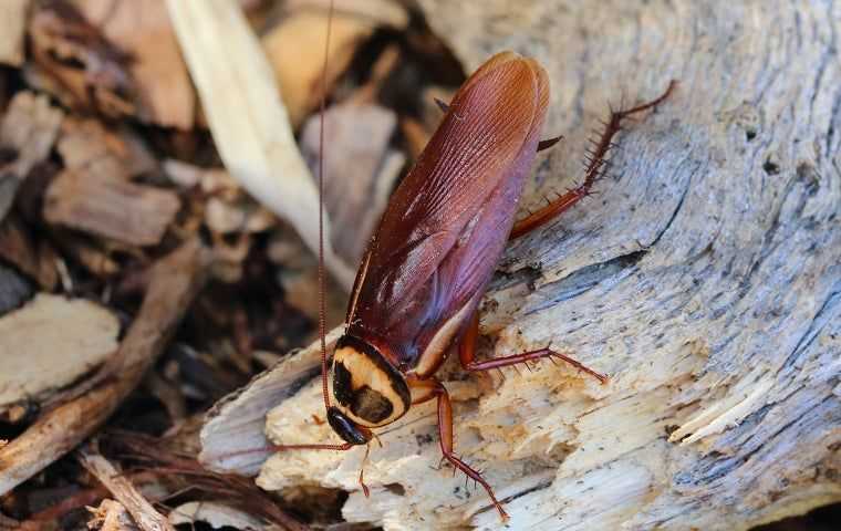 cockroach on log outside home