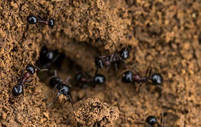 ants coming out of hole