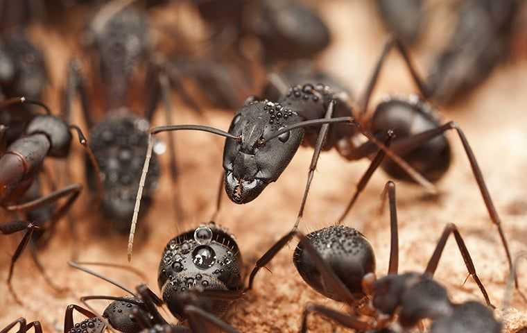 close up of ants