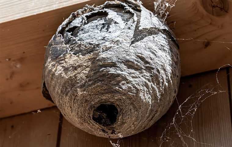 wasp nest up close