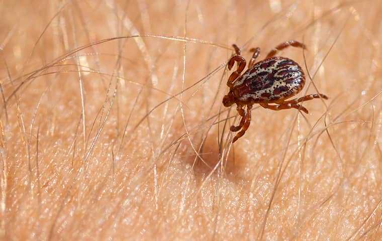 a close up of an american dog tick