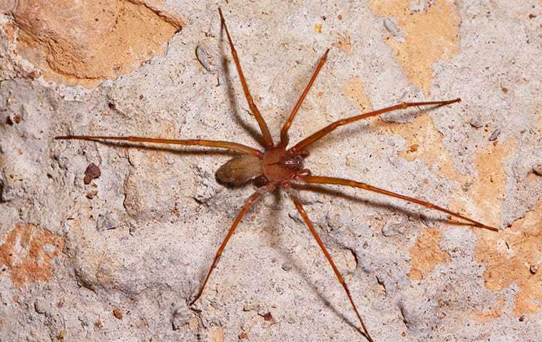 a brown recluse spider crawling on a brick wall