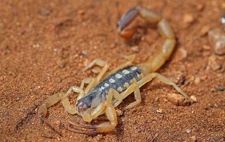 scorpion in sand