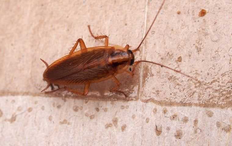german cockroach on tile