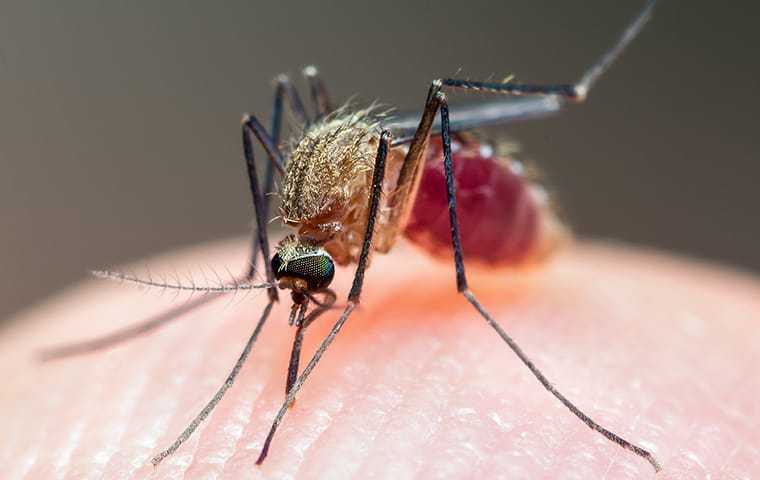 a mosquito drinking human blood