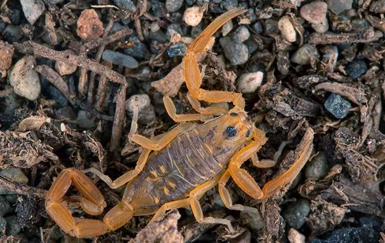 scorpion in mulch