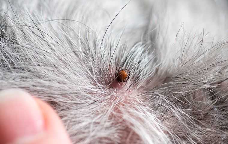 deer tick on a dog with grey hair